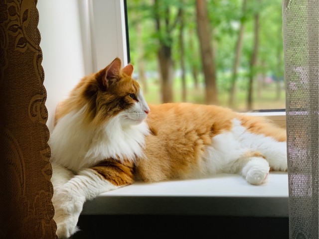 Расчехляем гладильники! - норвежский лесной уже тут