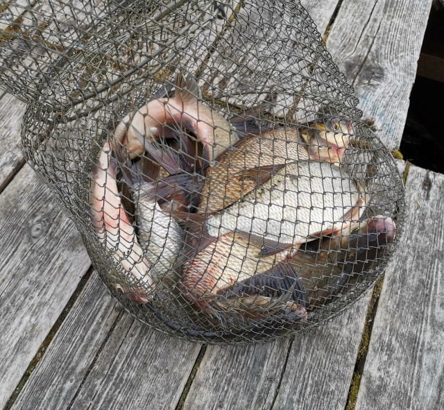 Лето, речка, караси