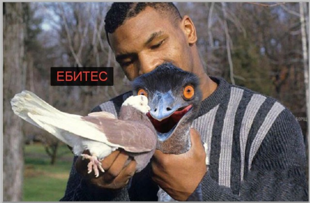 Страусиный голубь