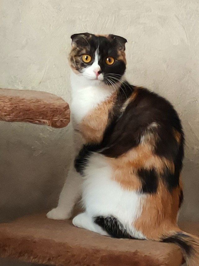 Хоба! Котовторник!