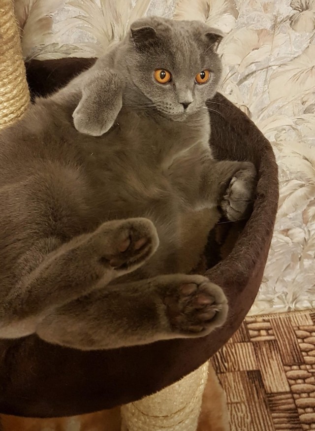Погнали! С котовторником, други!