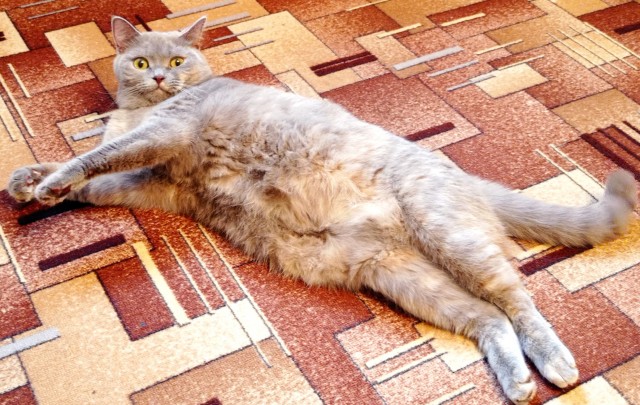Мой самый первый КОТовторник!