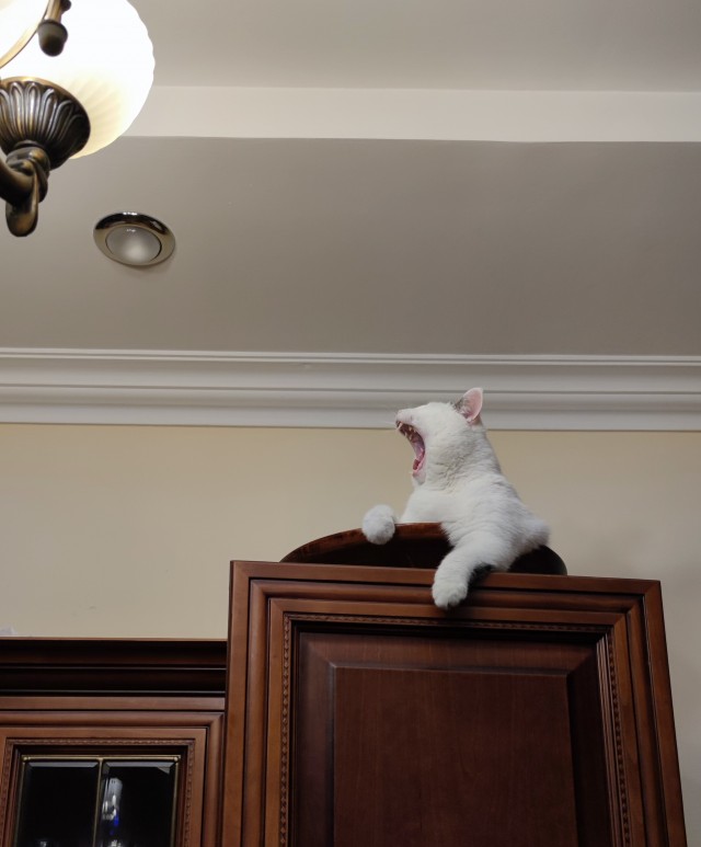 Котовторник 28.09.21