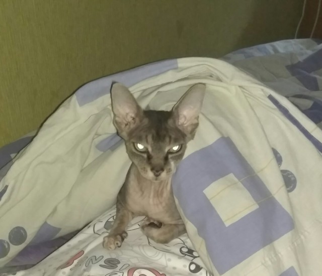 Котовторник 28.09.21