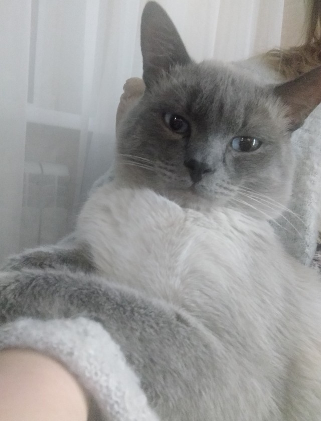 Котовторник 21.12.21