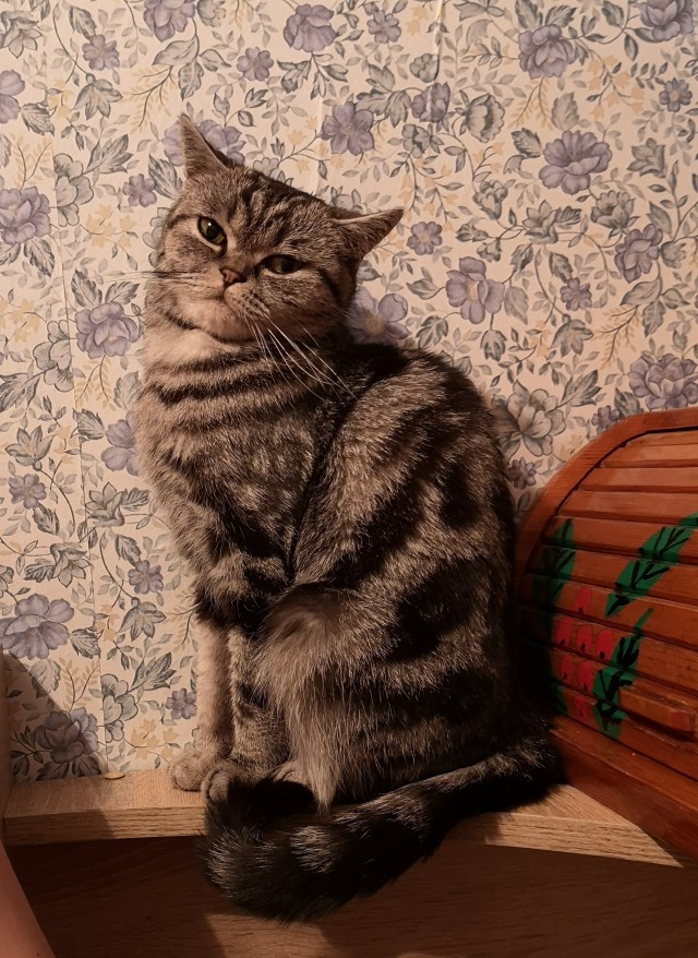 Котовторник! Пара фоток суровых котов.