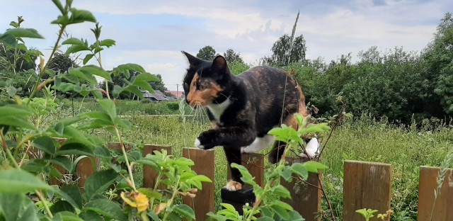 Ура! Котовторник.