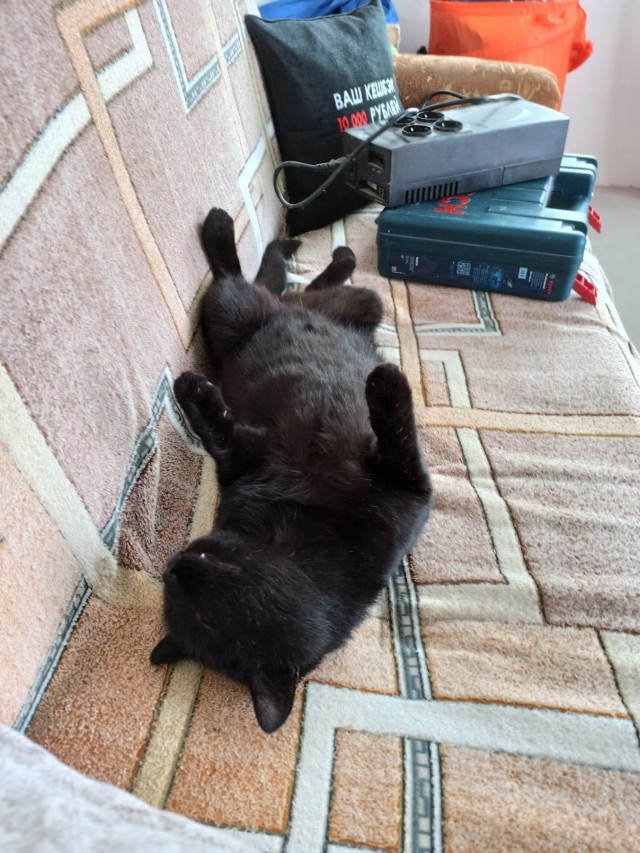 На котовторник