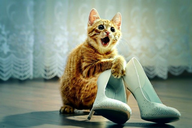 "Мой" котовторник