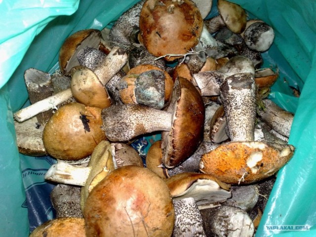 Ямал. Два времени года