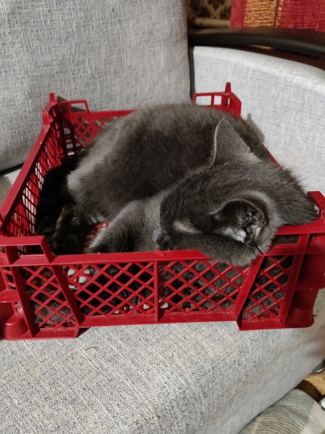 Шерстяной котовторник. Октябрь 2022