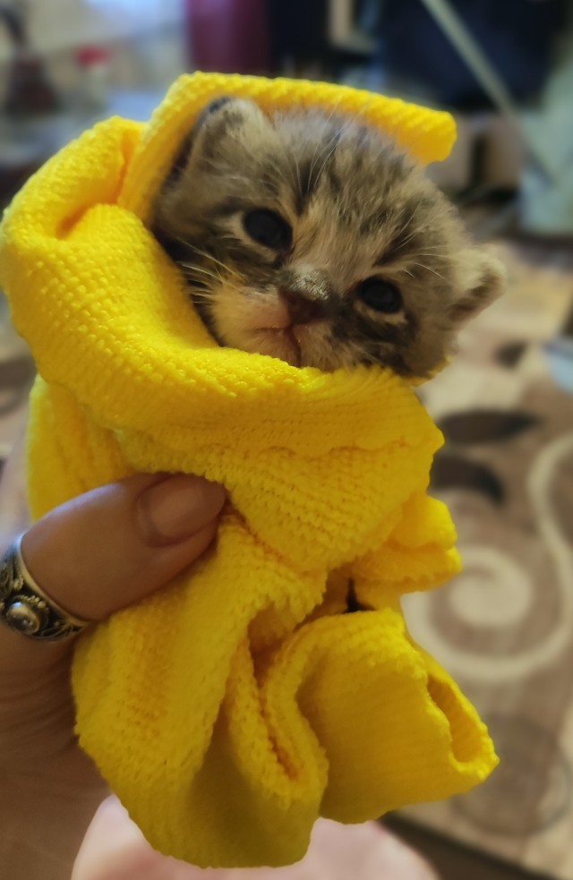 Котята