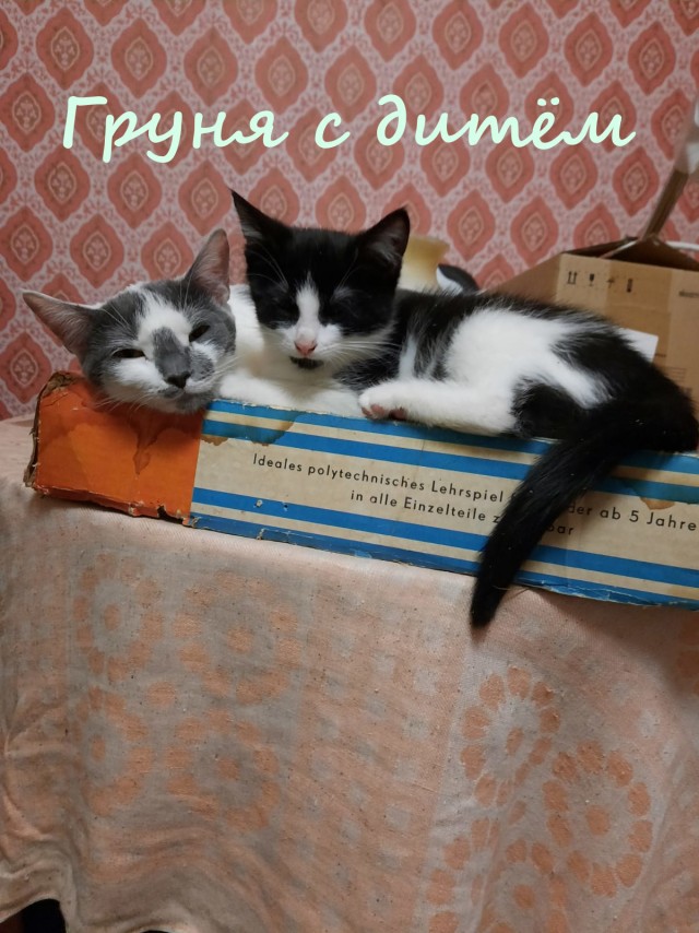 Жизнь домашнего приюта "Котоленд" 366