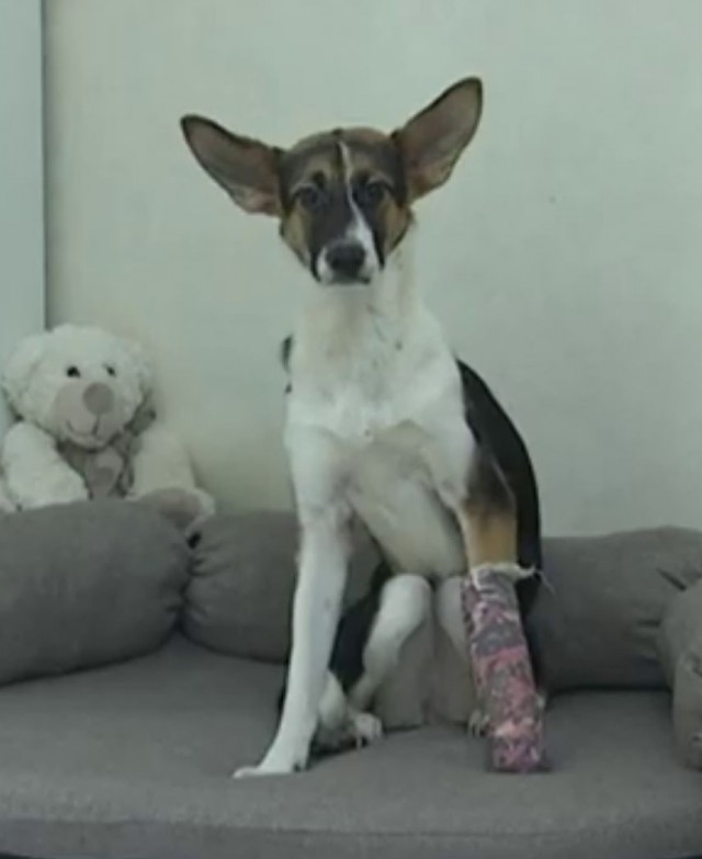 Москвичка выкинула собаку из окна пятого этажа дома в Южном Бутово.