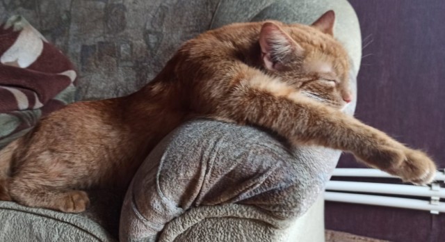 Коты белые, 12 литров