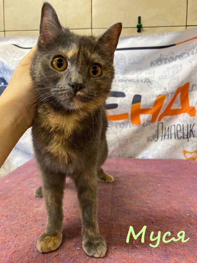 Жизнь домашнего приюта "Котоленд" 384