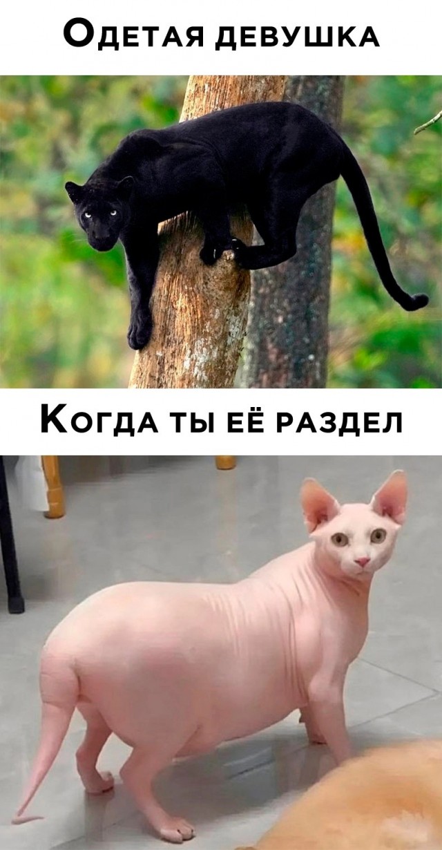 Юмор в картинках и без