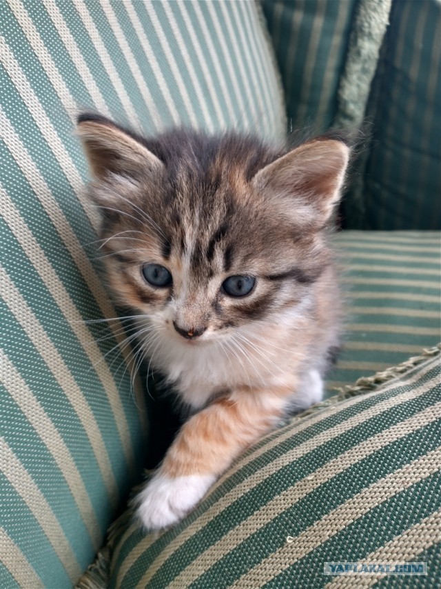 Котовторник. Немного сицилийских котов.