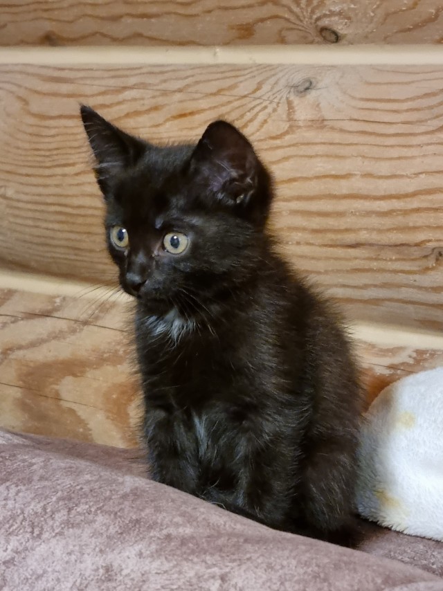 Котовторник