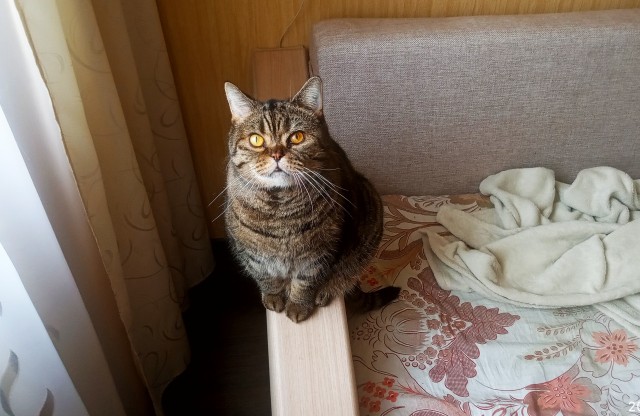 Не просит, а требует
