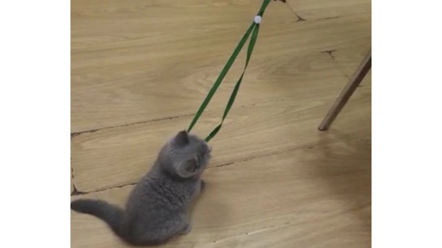 Котенка оставили в аэропорту Урала, чтобы не доплачивать за него