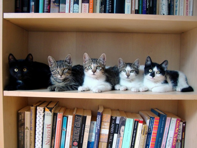 Котовторник  07.05.2013
