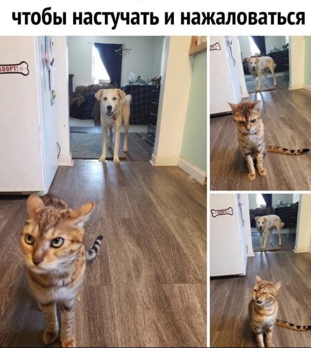 Если пастушьей собаке не дать овец, то она будет пасти кота