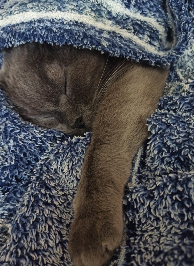 К котовторнику. Пришел жить