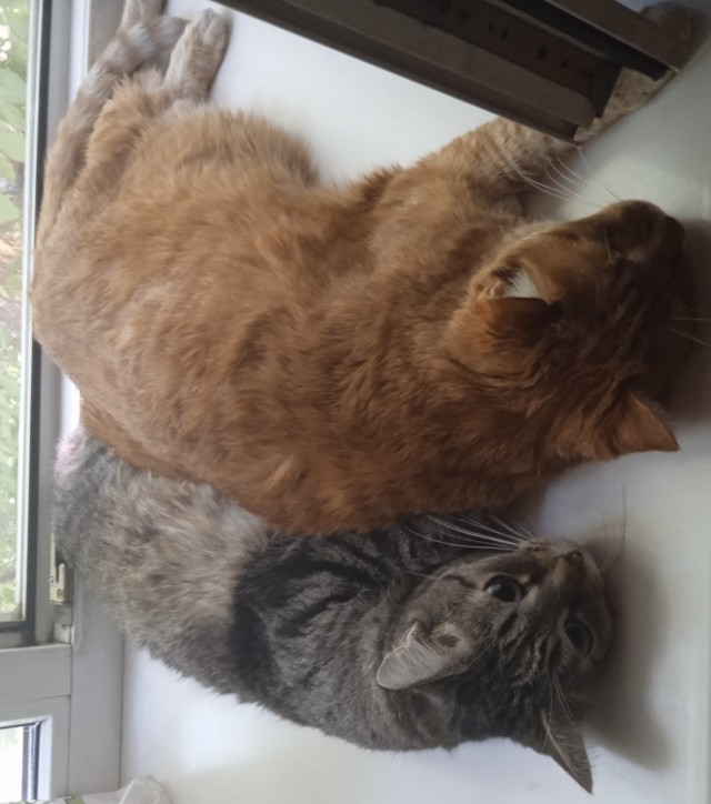 Котовторник в картинках