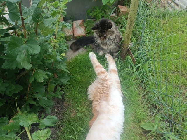 Котовторник. Мой котан
