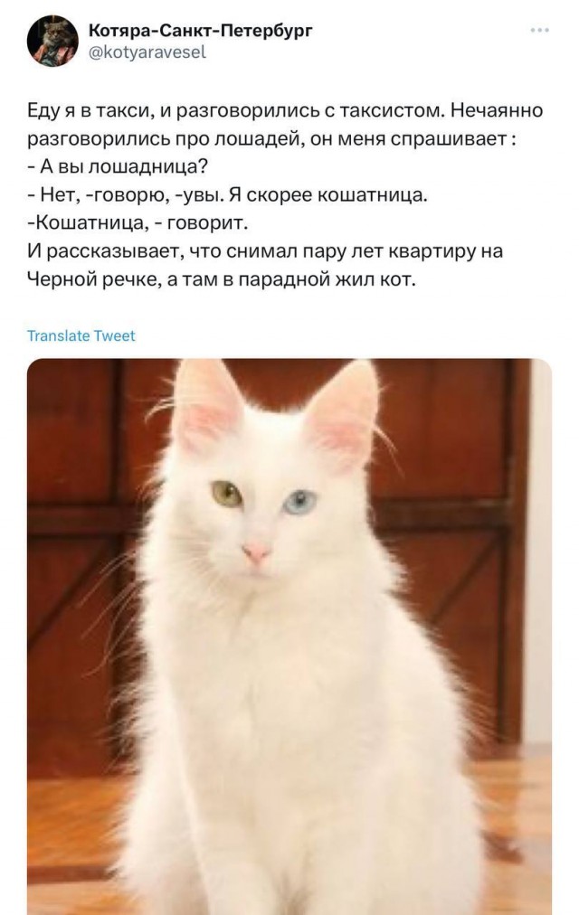 Зато он спас кота