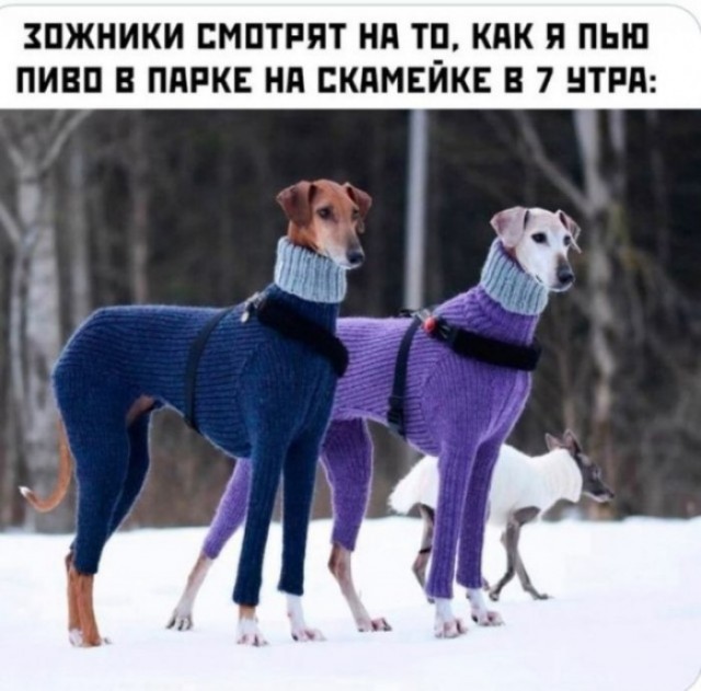 Веселые картинки к маленькой пятнице (29.01)