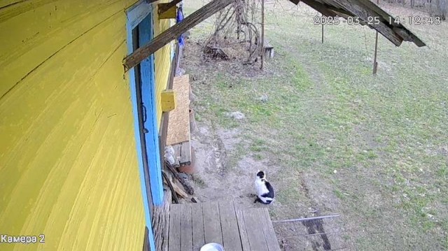 Россиянам запретят подкармливать бездомных собак и кошек — Госдума уже одобрила поправки в закон