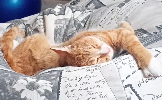 К Котовторнику !