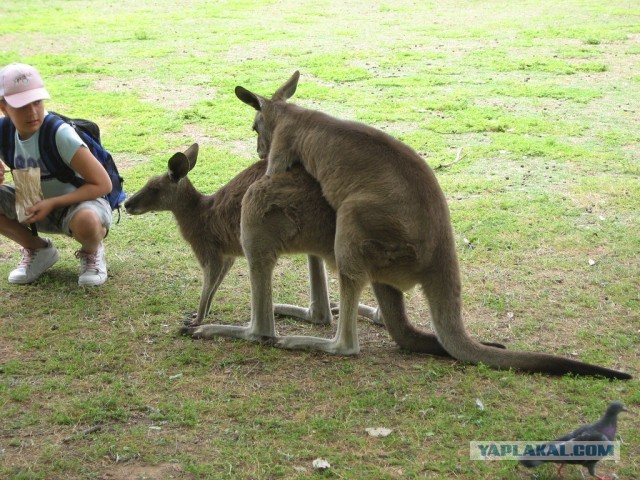 Правда ли, что в Австралии разводят и едят кенгуру, как коров или овец