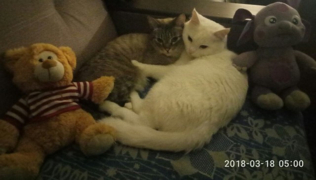 Кошачьи звезды вэбкама