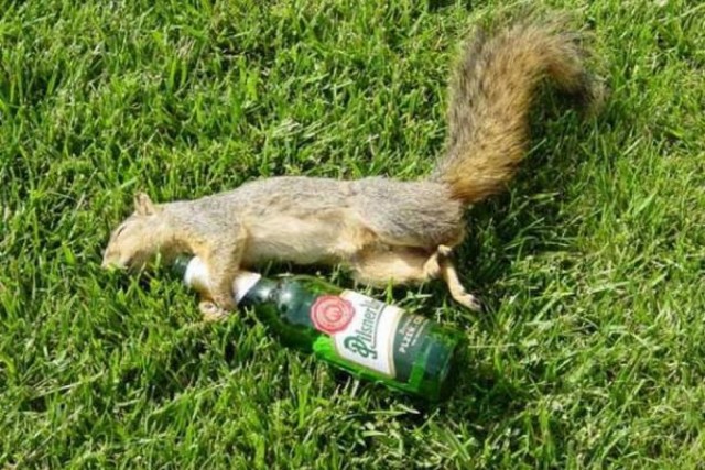 Губит ли всё таки людей пиво или вопрос по пушистому грызуну