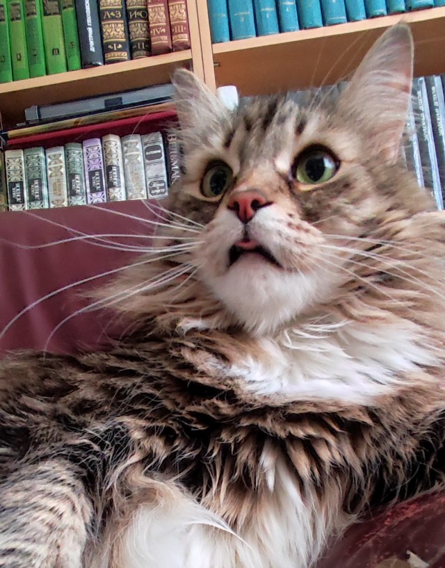 80 г => 3,1 кг (котовторник)
