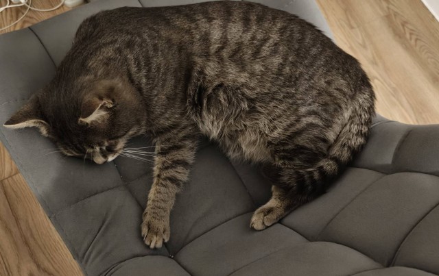 Один день из жизни рыжего кота