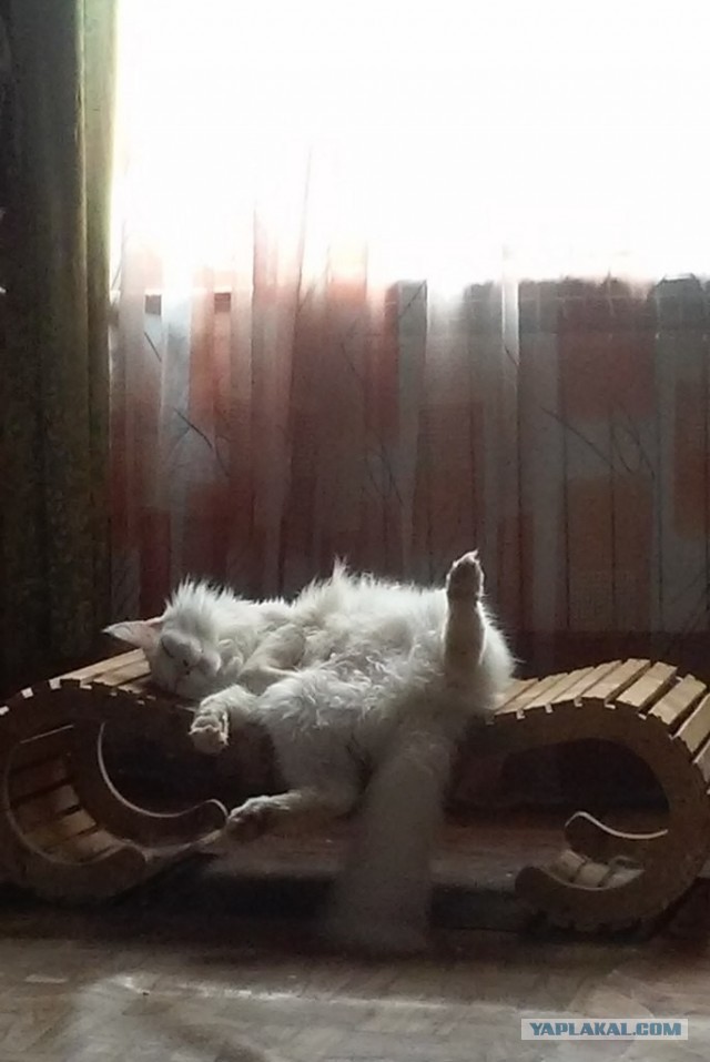 Дурацких фото котов тред — 4