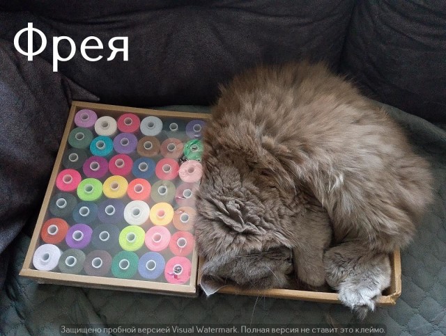 Жизнь домашнего приюта "Котоленд" 547