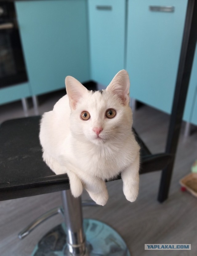 Котовторник