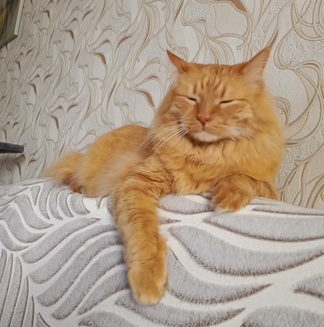 Рыжий шикарный котище