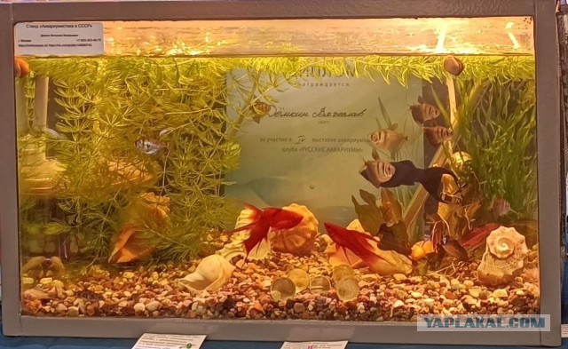 Рыбы в аквариуме оценят