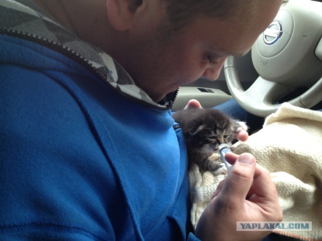 Котовторник 03.09.2013