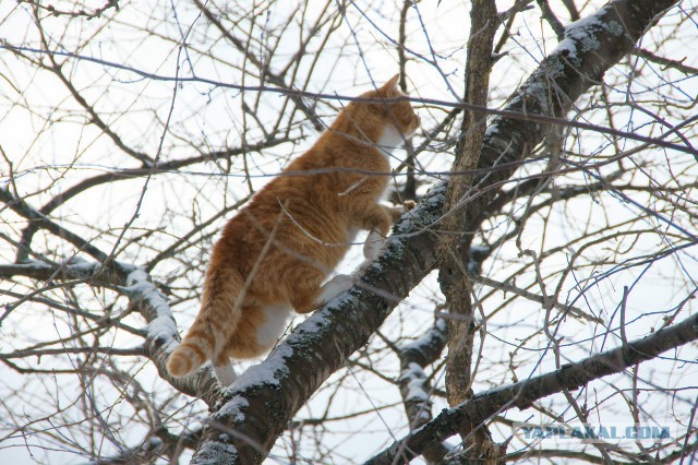 Котовторник 12.11.2013