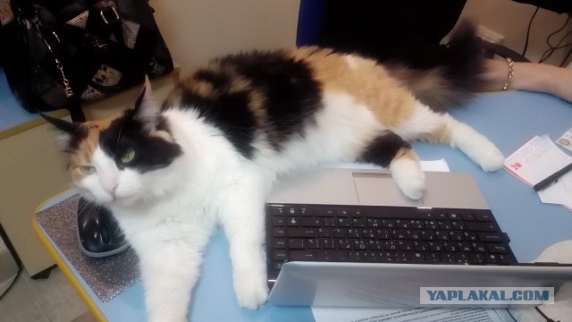 Котовторник 22.04.2014