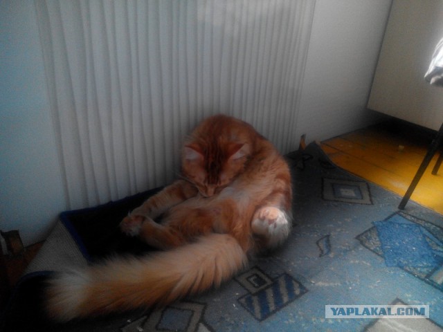 Котовторник 01.07.2014