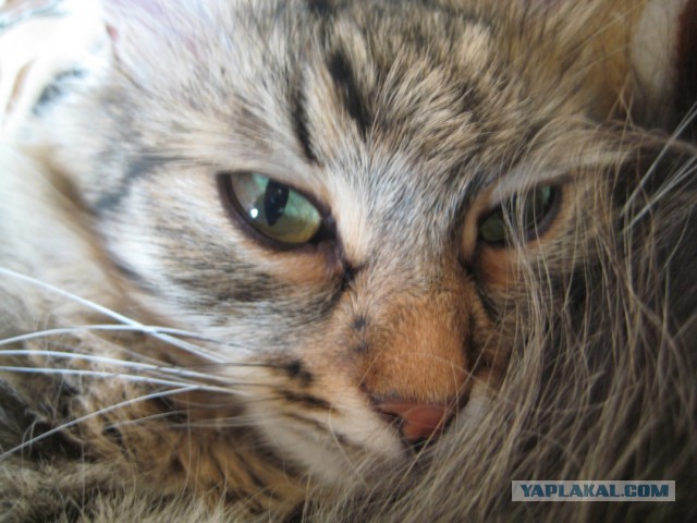 Котовторник 7.10.2014