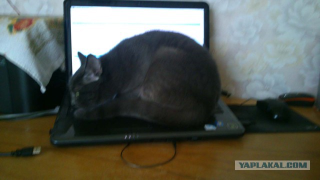 Котовторник 21.10.2014